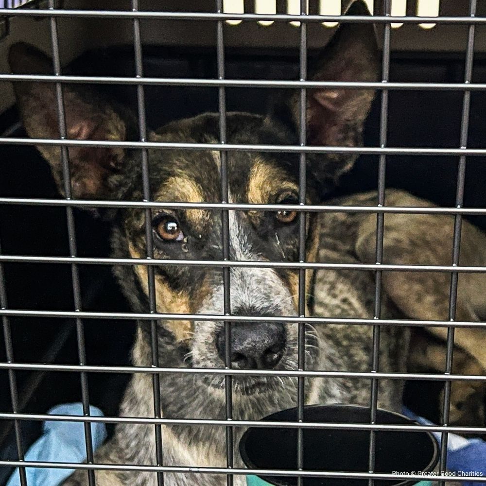 URGENT: Fly Shelter Pets to Safety After Hurricane Helene