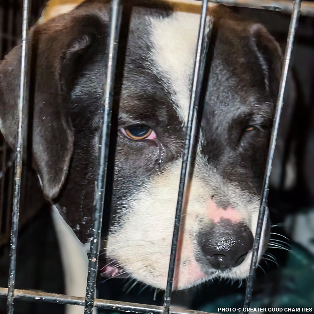 Black and white dog in a cage