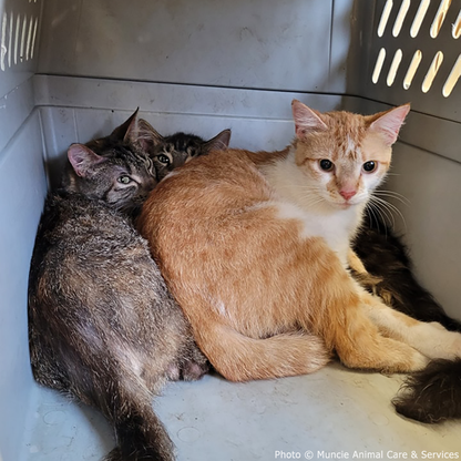 Funded: Help 20 Neglected Cats, Abandoned in Squalid House