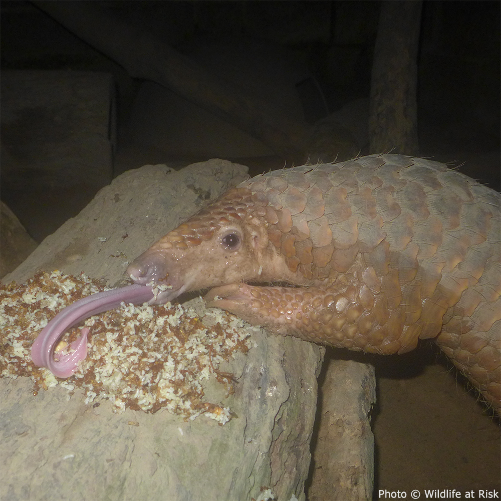 Protect the Pangolin from Extinction