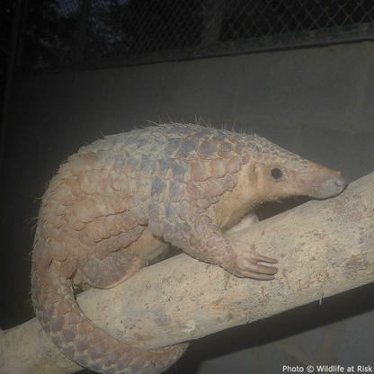 Project Peril: Protect the Pangolin from Extinction