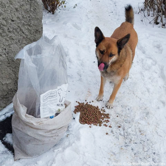 Ukraine Crisis: Feed Pets in Need