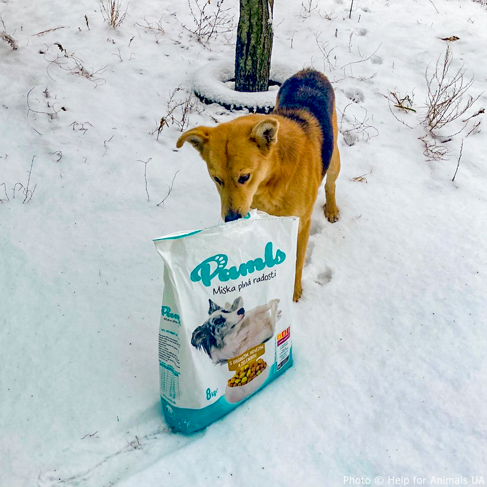 Crisis in Ukraine: Feed Starving and Abandoned Pets