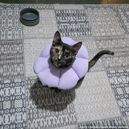 Mama Cat Indi Needs Surgery to Repair Broken Leg