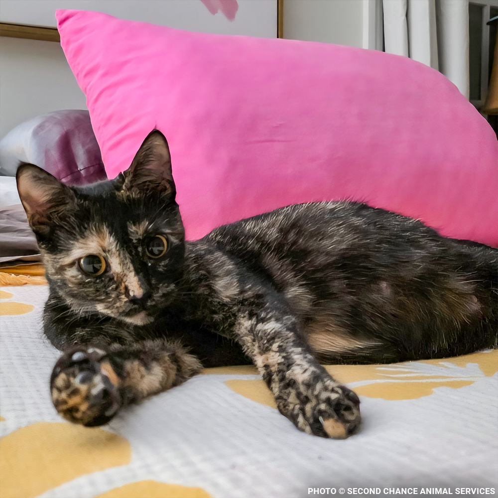 Mama Cat Indi Needs Surgery to Repair Broken Leg