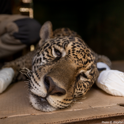 Endangered Jaguars Burned in Horrific Wildfires Need Your Help