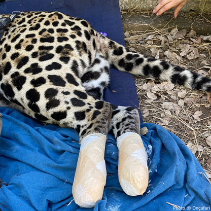 Endangered Jaguars Burned in Horrific Wildfires Need Your Help