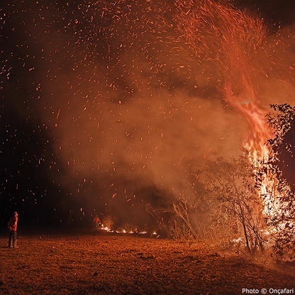 Endangered Jaguars Burned in Horrific Wildfires Need Your Help