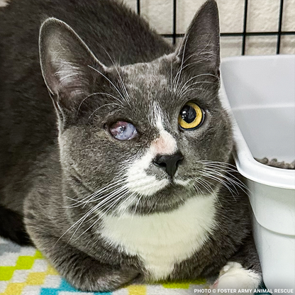 Seeing-Eye Cat James Suffering with Painful Blind Eye Needs a Chance to Heal