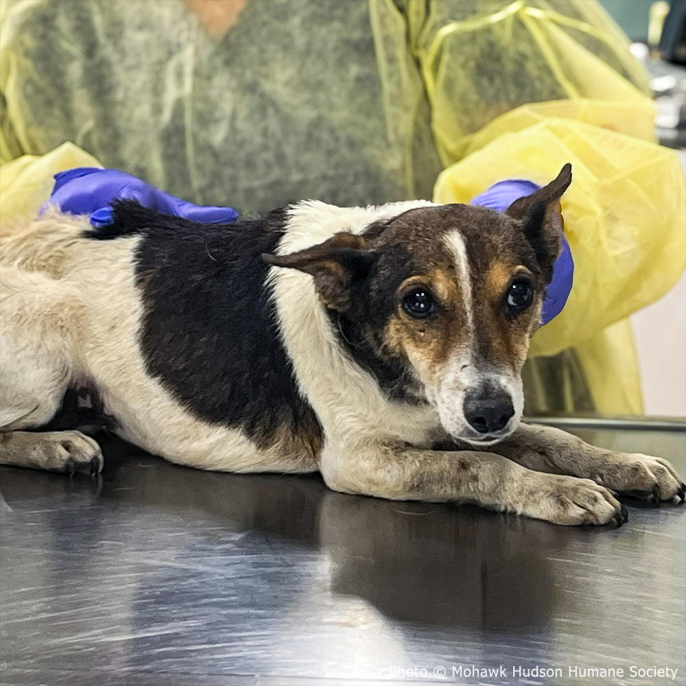 Funded: Help Neglected Dogs Jazz, Rock, and Opera Heal in Harmony