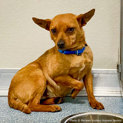 Funded: Help Neglected Dogs Jazz, Rock, and Opera Heal in Harmony