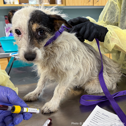 Funded: Help Neglected Dogs Jazz, Rock, and Opera Heal in Harmony