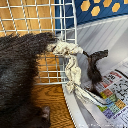 Funded: Help Cat Suffering with Painful Injuries After Being Struck by Car