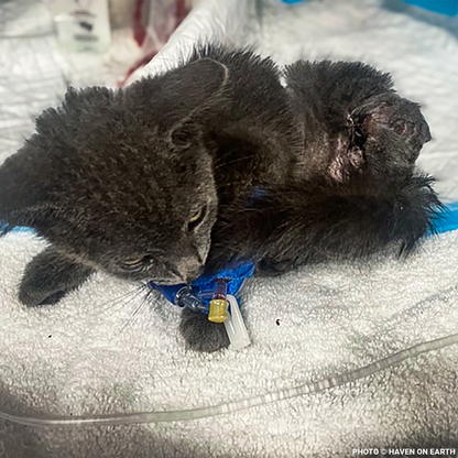 Help Kennedy Survive After Being Attacked by Animal