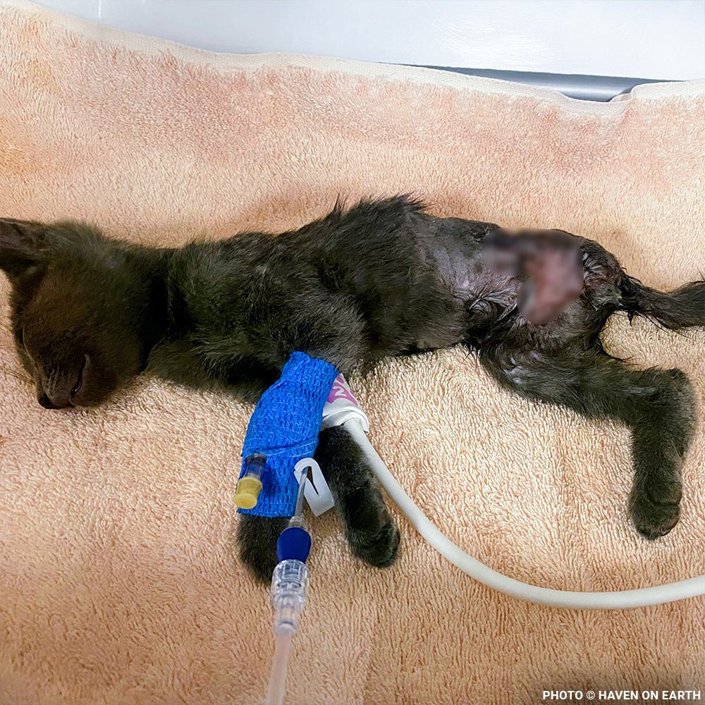 Help Kennedy Survive After Being Attacked by Animal