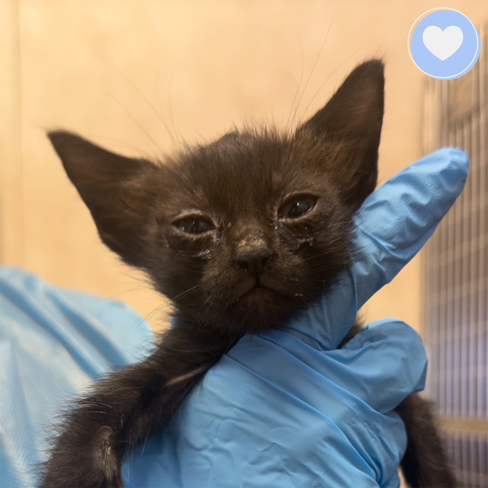 Funded - Save the Lives of Abandoned Litter of Kittens