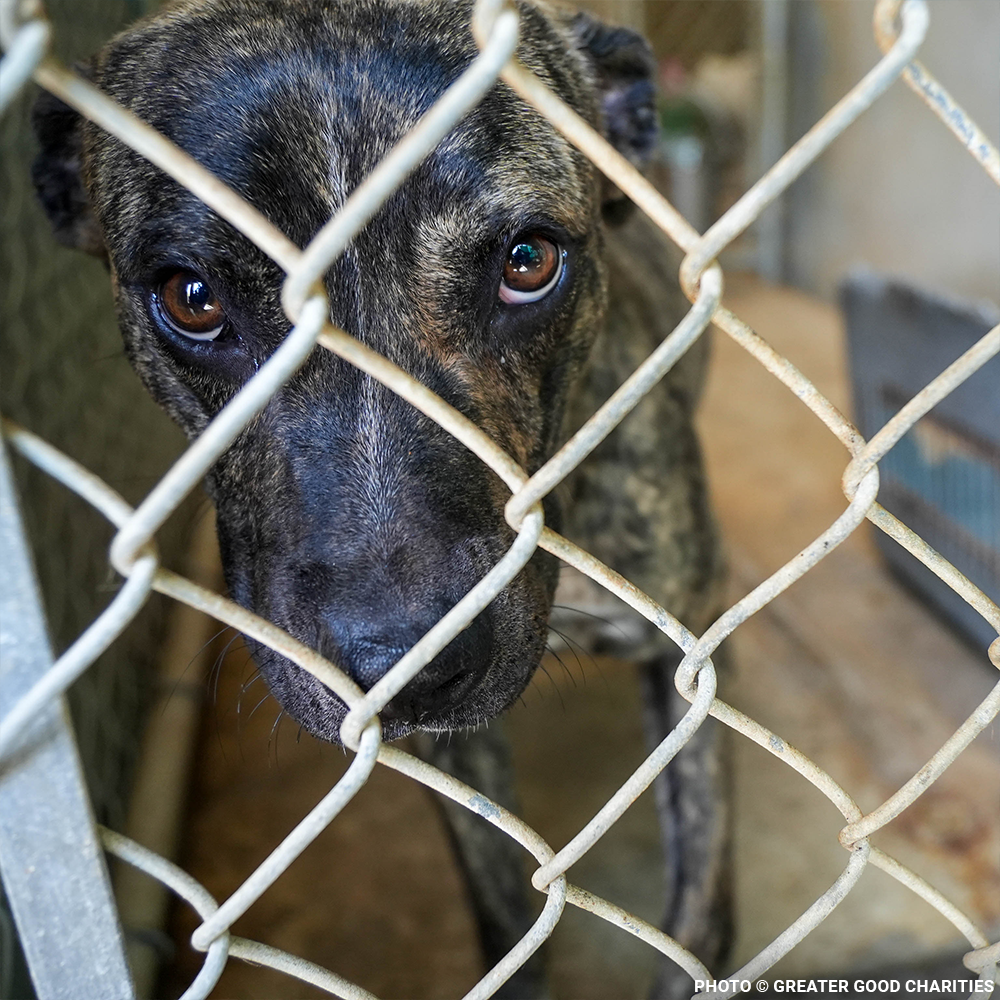 Emergency Flight: Fly At-Risk Shelter Pets Out of Overcrowded Shelters