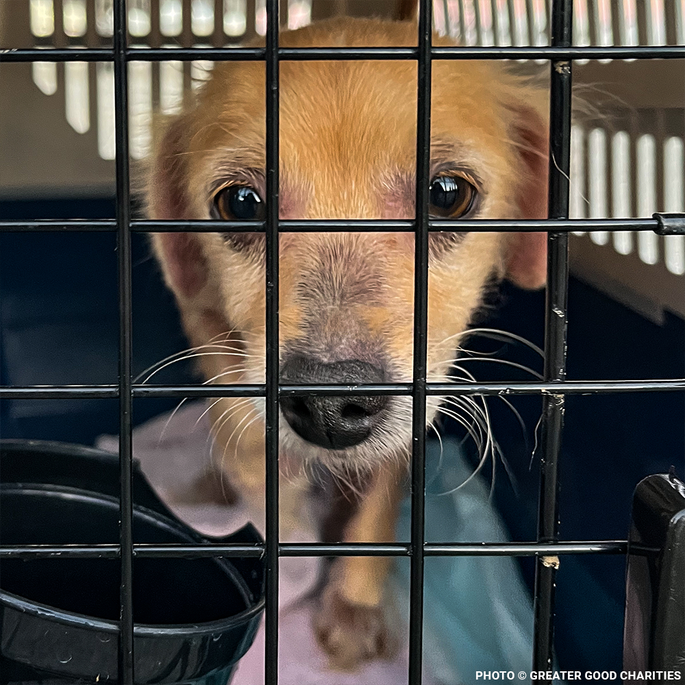 Emergency Flight: Fly At-Risk Shelter Pets Out of Overcrowded Shelters