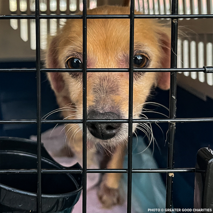 Emergency Flight: Fly At-Risk Shelter Pets Out of Overcrowded Shelters