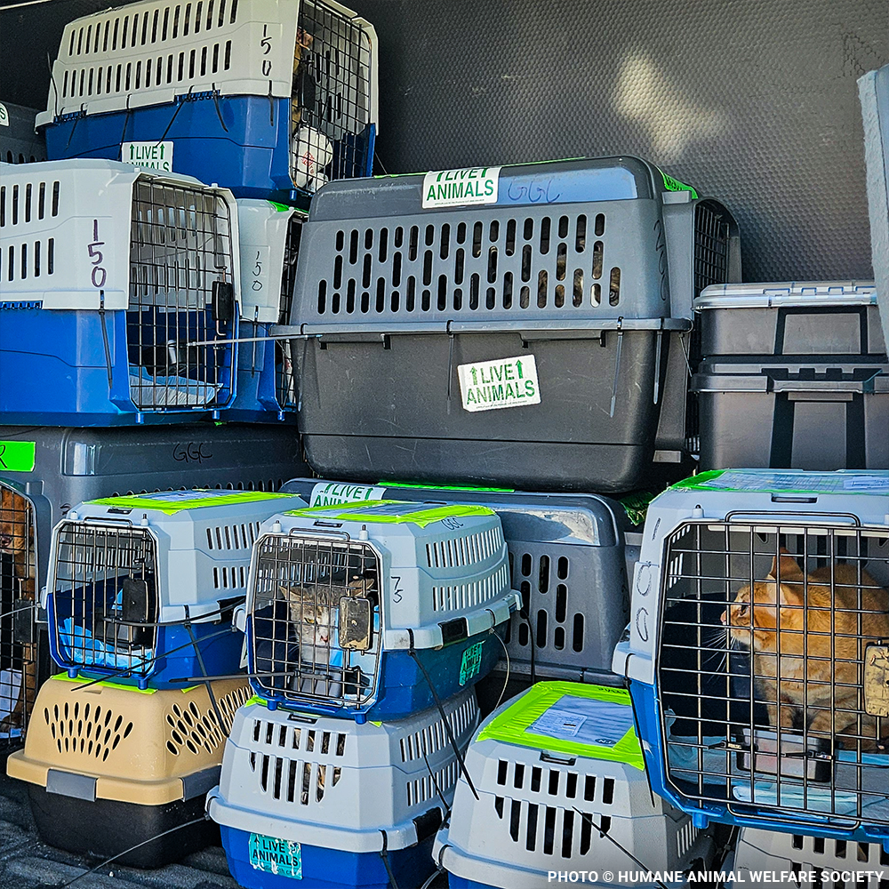 Emergency Flight: Fly At-Risk Shelter Pets Out of Overcrowded Shelters