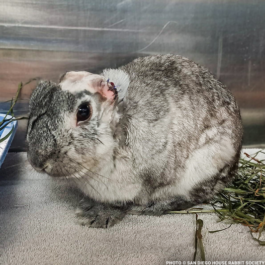 Help Linus the Rabbit Heal After Life-Changing Surgery
