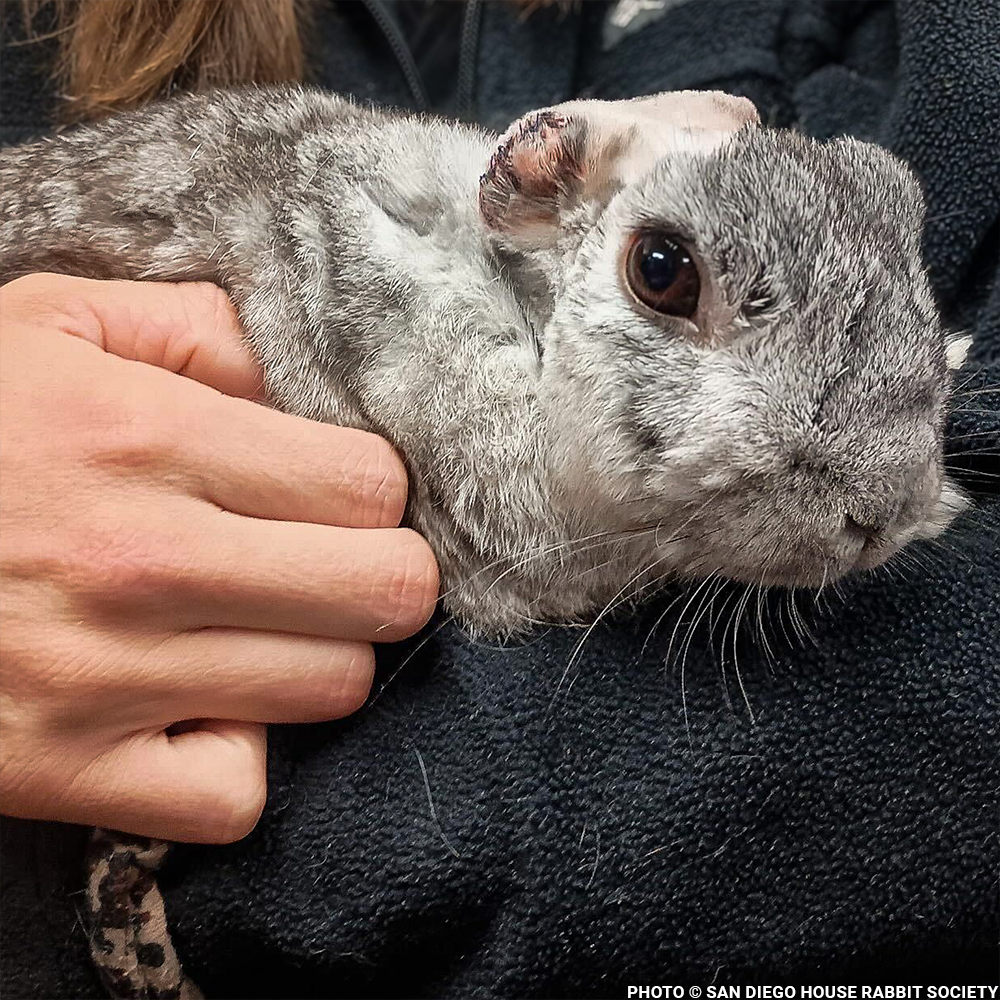 Help Linus the Rabbit Heal After Double Ear Amputation