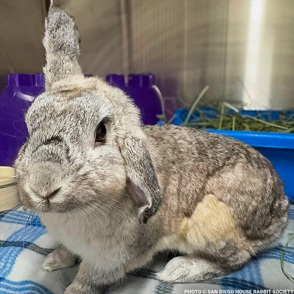 Help Linus the Rabbit Heal After Double Ear Amputation