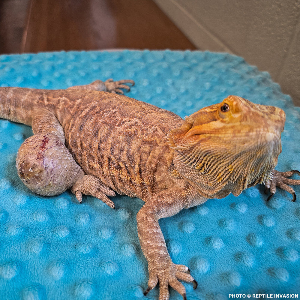 Lizzie the Lizard Needs Surgery to Remove Large Tumor | The Animal ...