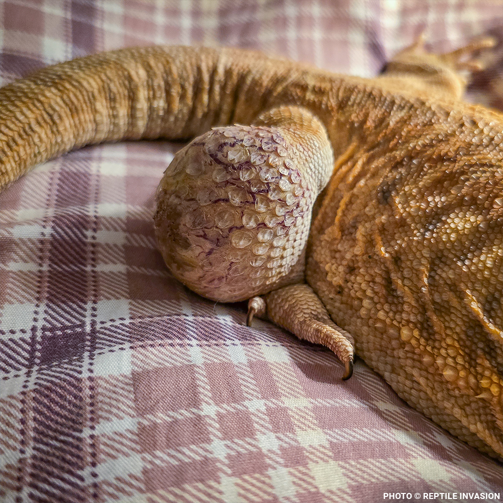 Lizzie the Lizard Needs Surgery to Remove Large Tumor