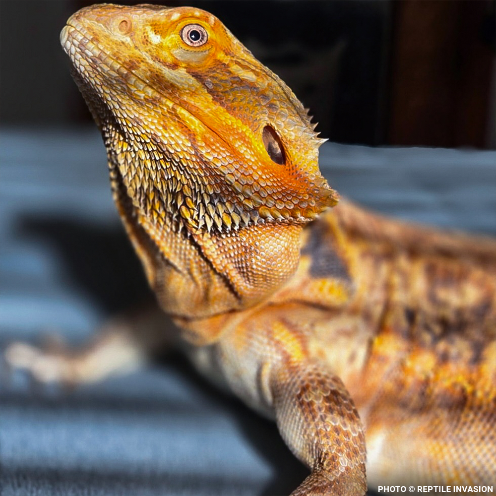 Lizzie the Lizard Needs Surgery to Remove Large Tumor | The Animal ...
