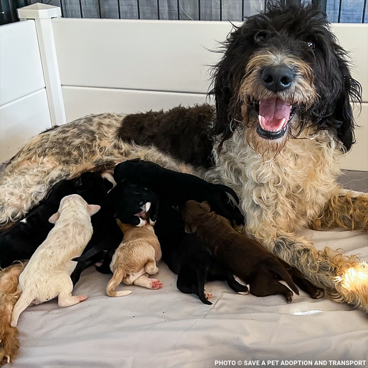 Help Maggie and Her Litter Through a Medical Emergency