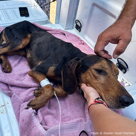 Pets Burned & Injured in Devastating Wildfires in Greece Need Your Help