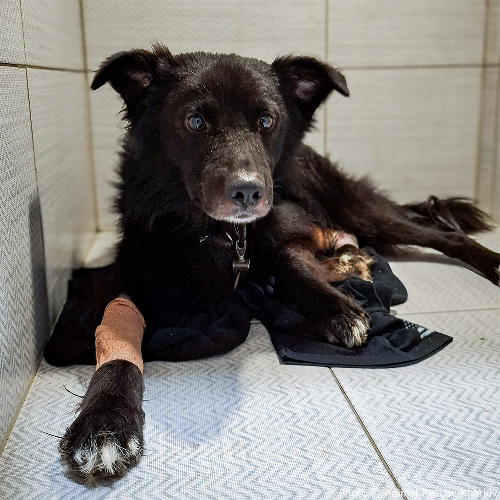 Mishka Needs Leg Surgery After Rescue From War Zone