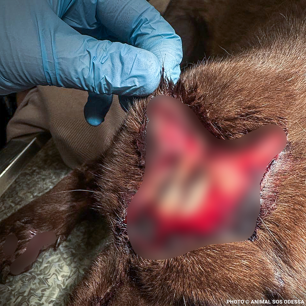 Mishka Needs Emergency Care for Severe Head Injury