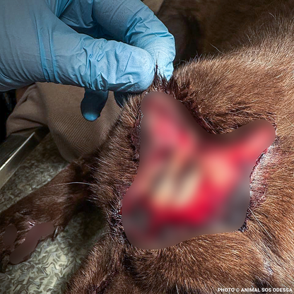Mishka Needs Emergency Care for Severe Head Injury