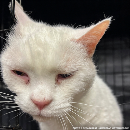 Help Senior Cat Monet Recover from a Collapsed Lung