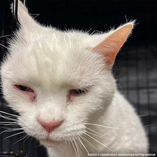 Help Senior Cat Monet Recover from a Collapsed Lung