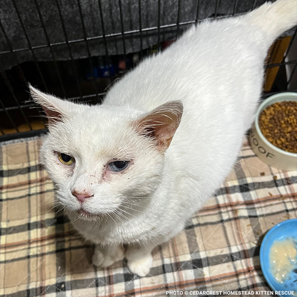 Help Senior Cat Monet Recover from a Collapsed Lung