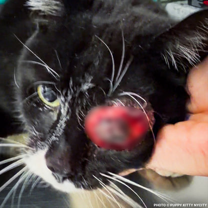 Neo with Painful Protruding Eye Needs Emergency Surgery