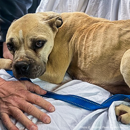 National Feed a Rescue Pet Week - Provide 3 Million Meals for Shelter Pets