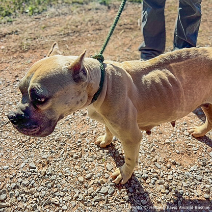 National Feed a Rescue Pet Week - Provide 3 Million Meals for Shelter Pets