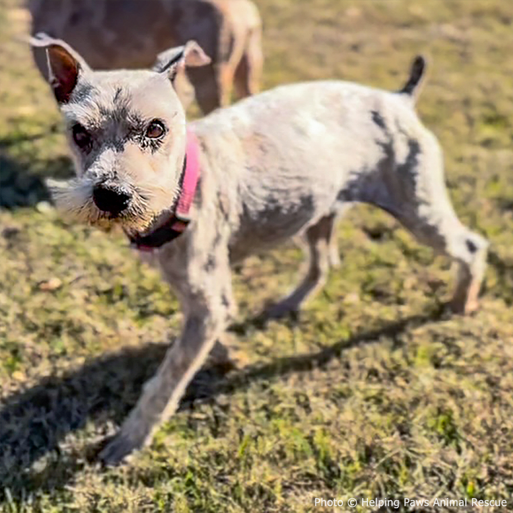 National Feed a Rescue Pet Week - Provide 3 Million Meals for Shelter Pets