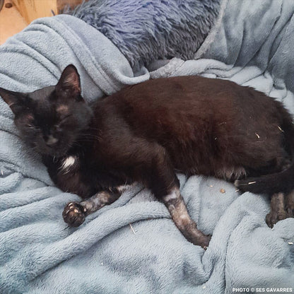 Wildfires Left Nit with Severely Burned Paws