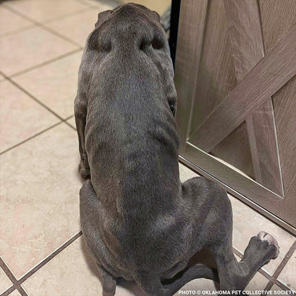Abused Noah Has Two Broken Legs and Needs Emergency Surgery to Walk Again
