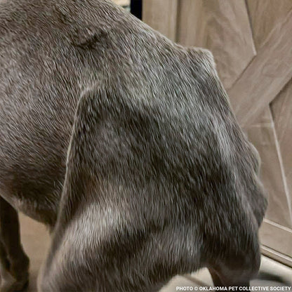 Abused Noah Has Two Broken Legs and Needs Emergency Surgery to Walk Again