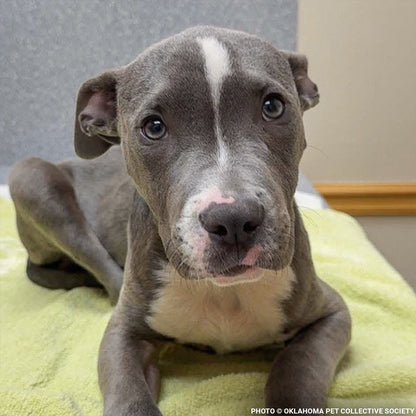 Abused Noah Has Two Broken Legs and Needs Emergency Surgery to Walk Again