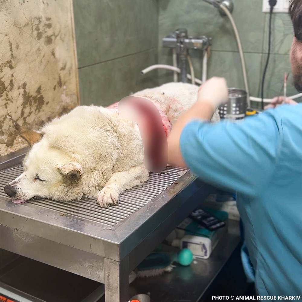 Nyasha Was Found Suffering - Her Infected Wound Needs Urgent Care