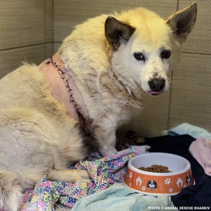 Nyasha Was Found Suffering - Her Infected Wound Needs Urgent Care