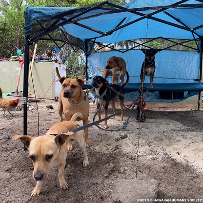 Help People and Pet Victims of Devastating Floods in Hawai'i