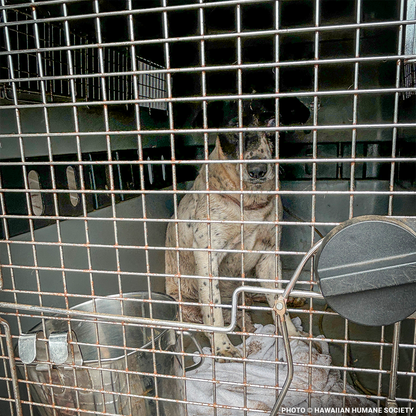 Help People and Pet Victims of Devastating Floods in Hawai'i